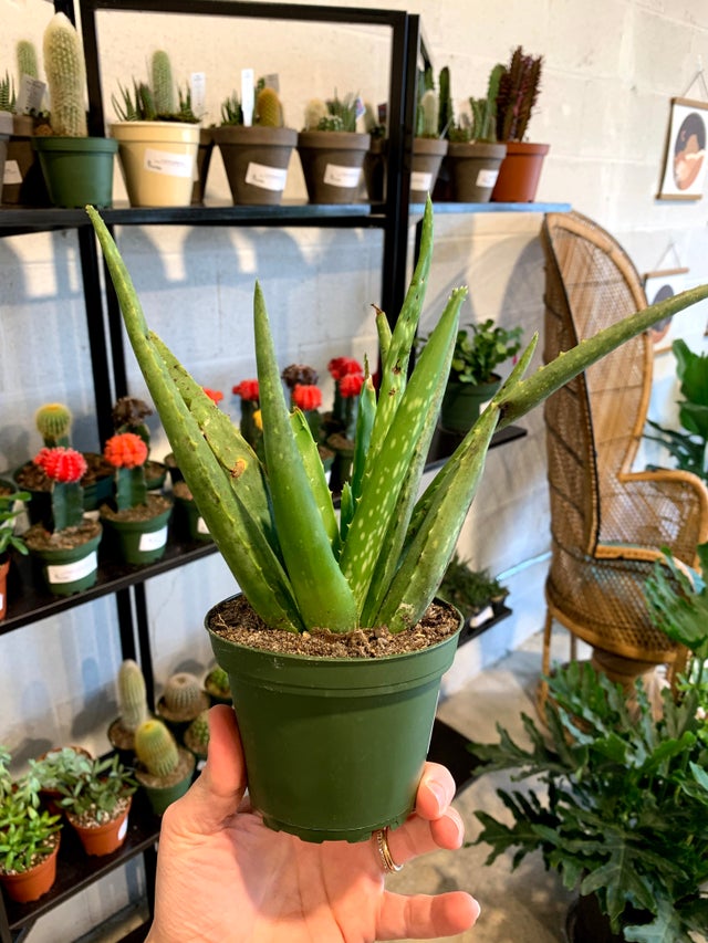 House Plants | House Plant Collective